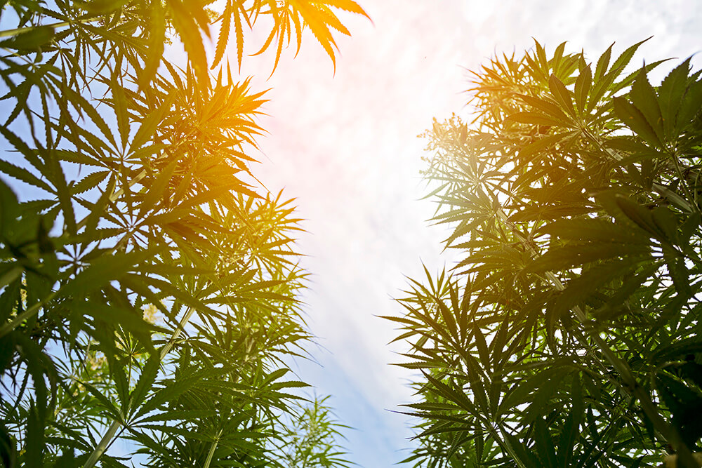 bulk hemp fields against a bright sky